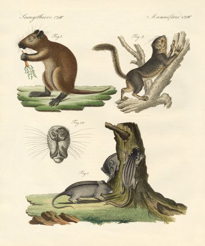 Mamíferos estranhos (gravura colorida) de German School