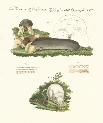 Mamíferos estranhos (gravura colorida) de German School