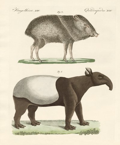 Mamíferos estranhos de German School