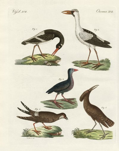 Estranhas aves pantanosas (gravura colorida) de German School