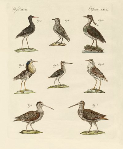 Estranhas aves marsh de German School