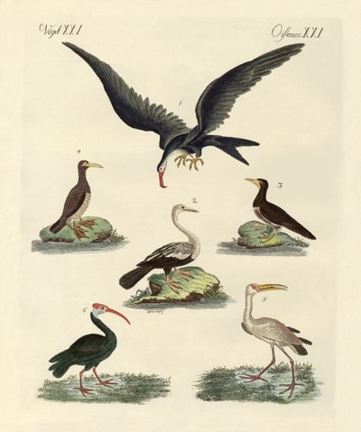 Estranhas aves marinhas e aves aquáticas de German School