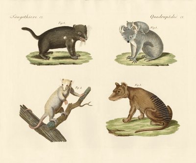 Marsupiais estranhos de German School