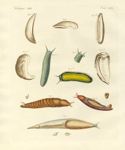 Moluscos estranhos (gravura colorida) de German School