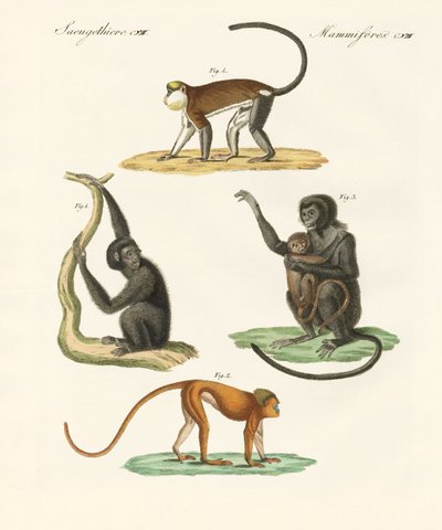 Macacos estranhos (gravura colorida) de German School