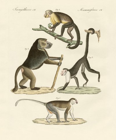 Macacos estranhos (gravura colorida) de German School