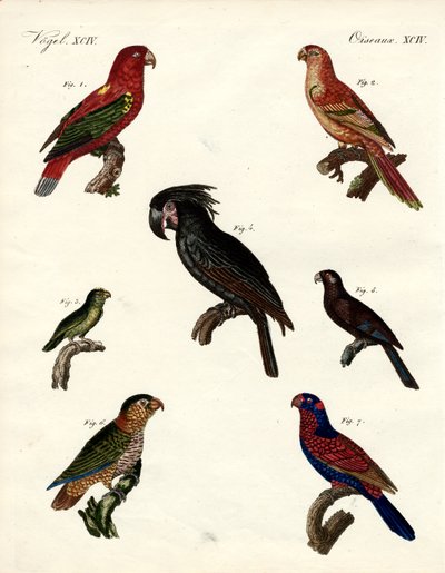 Papagaios estranhos (gravura colorida) de German School