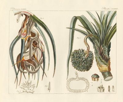 Plantas estranhas (gravura colorida) de German School