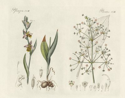 Plantas estranhas (gravura colorida) de German School