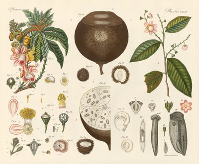Plantas estranhas (gravura colorida) de German School