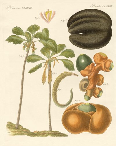 Plantas estranhas de German School