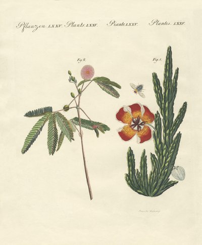 Plantas estranhas de German School
