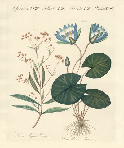 Plantas estranhas de German School