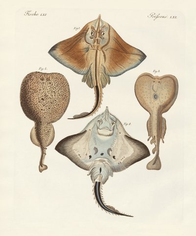 Raios estranhos (gravura colorida) de German School
