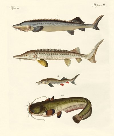 Peixe rio estranho de German School