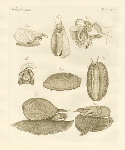 Caracóis marinhos estranhos (gravura colorida) de German School