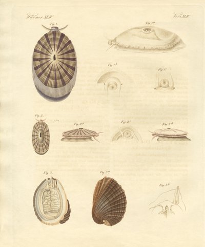 Caracóis estranhos (gravura colorida) de German School