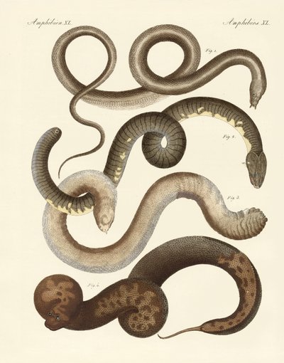 Serpente estranha (gravação colorida) de German School
