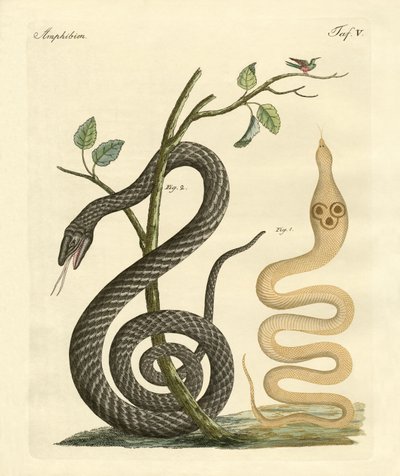 Cobra estranha de German School