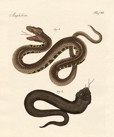 Cobra estranha de German School