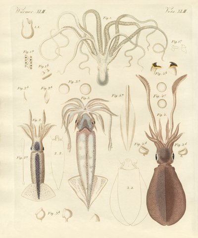 Estranhas formas suaves (gravura colorida) de German School
