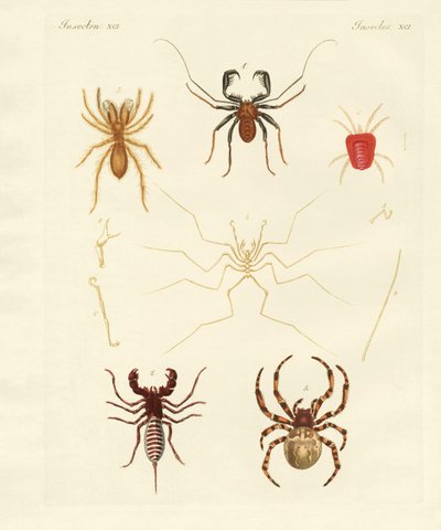 Aranhas estranhas (gravação colorida) de German School