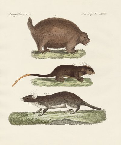 Estranhos animais espinhosos (gravura colorida) de German School