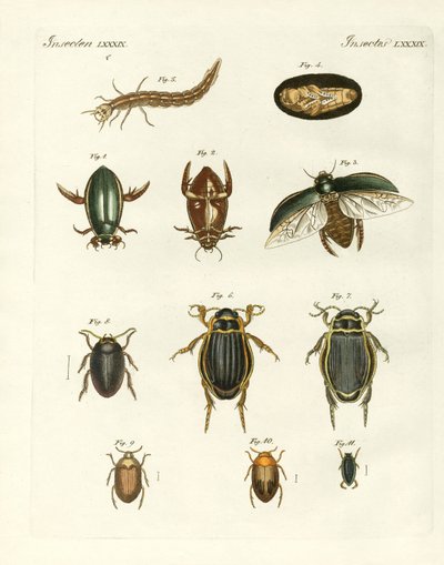 Escaravelhos de natação estranhos (gravura colorida) de German School