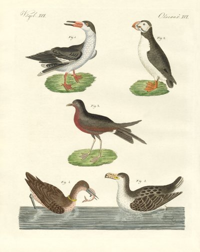 Estranhas aves aquáticas (gravura colorida) de German School
