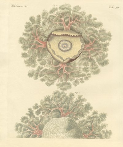 Vermes estranhos (gravura colorida) de German School