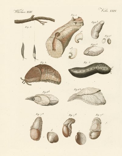 Vermes estranhos (gravura colorida) de German School