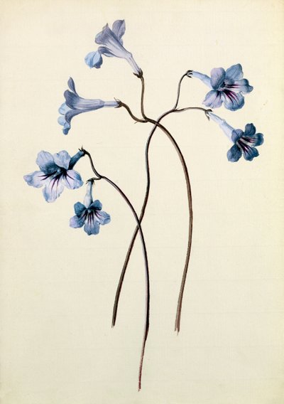 Streptocarpus, c.1790 (wc no papel) de German School