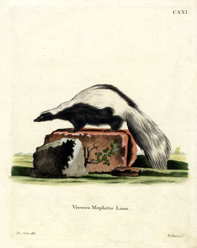 Skunk listrado (gravação a cores) de German School