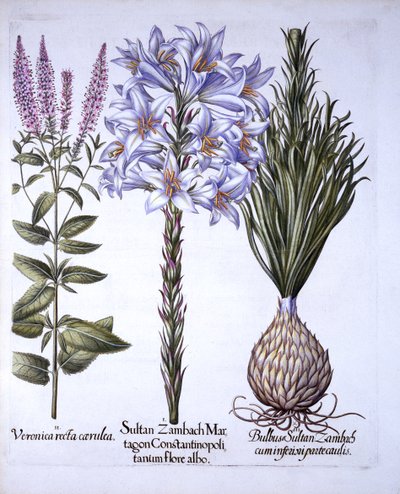 Sultan Zambach Lily e Bulb, Veronica, de Hortus Eystettensis, de Basil Besler (1561-1629), pub. 1613 (gravura colorida à mão) de German School