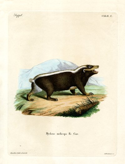 Sunda Stink Badger (gravura colorida) de German School