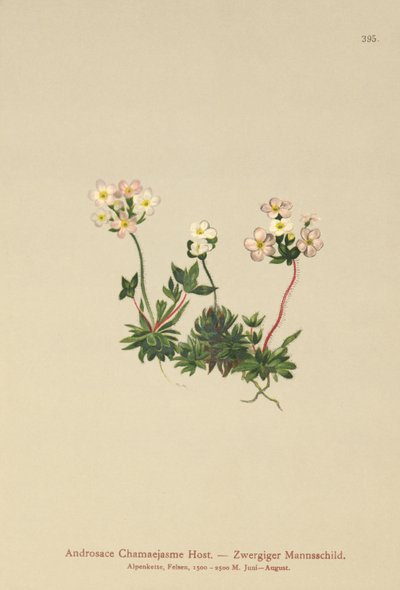 Sweetflower Rockjasmine (Androsace Chamaejasme) de German School