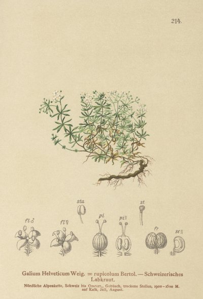 Swiss Bedstraw (Galium Helveticum Rubia rupicolum, Rubia megalospermum) de German School