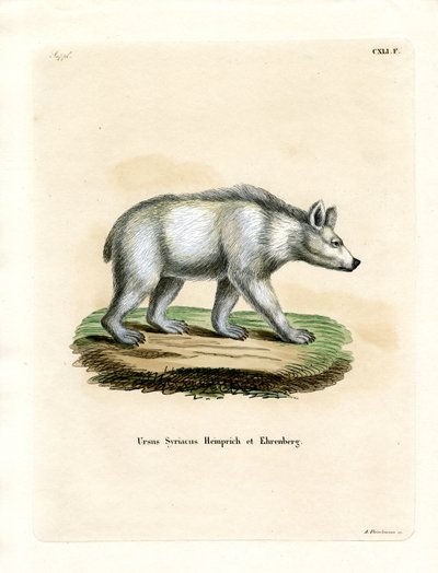Urso Castanho Sírio (gravura colorida) de German School