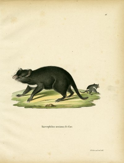 Tasmanian Devil (gravura colorida) de German School