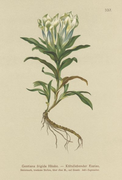 Tauern genciana (Gentiana frio) de German School