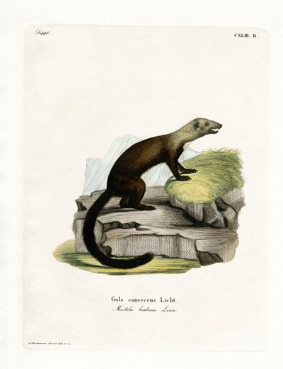 Tayra (gravação a cores) de German School