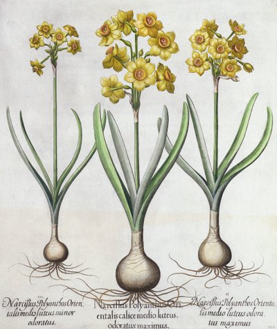 Tazetta Narcissi, do Hortus Eystettensis de Basil Besler (1561-1629), pub. 1613 (gravura colorida à mão) de German School