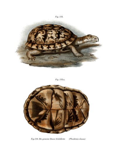 Terrapin (cor litho) de German School