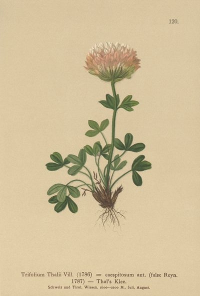 Trevo de Thals (Trifolium Thalii, Trifolium caespitosum) de German School
