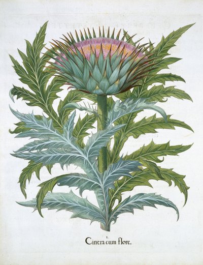 O Cardo, do Hortus Eystettensis de Basil Besler (1561-1629), pub. 1613 (gravura colorida à mão) de German School