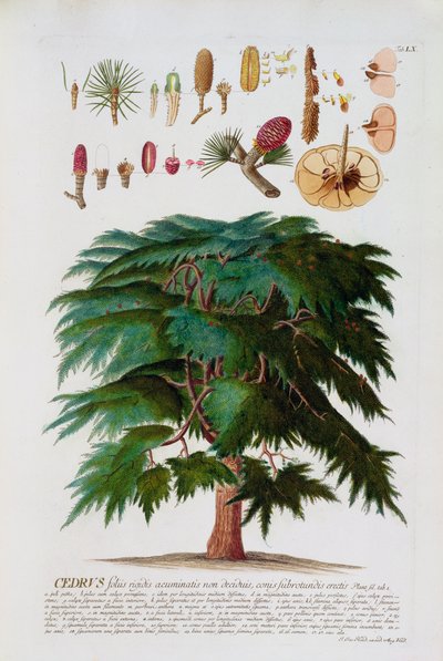 O cedro, gravado por Johann Jakob Haid (1704-67) placa 60 de um livro botânico, bar. de Augustus Vind de German School