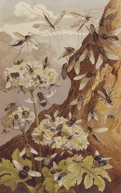 O Domínio das Moscas, prato da Vida Animal de Brehm: Cliente Geral do Reino Animal, vol.9, p.493, publicado pelo Bibliographisches Institut, 1892 de German School