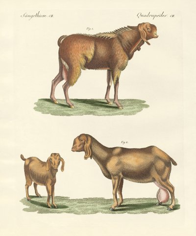 A cabra egípcia (gravura colorida) de German School