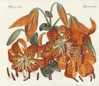 O lírio-tigre japonês de German School