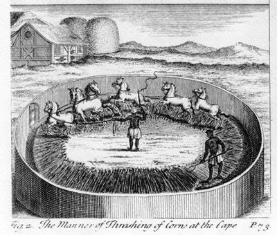 A maneira de debulhar milho no cabo, ilustração de &39;O presente estado do cabo da boa esperança: vol. II &39;, publicado em 1731 (gravura) de German School